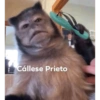 Monkey 5
