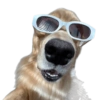 Mascotas Rammdom 7