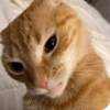 Gatinhos  6