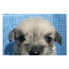 Perros graciosos cursed random 10