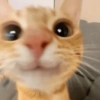 Bebês vs Gatos 👶🏻🐱 16