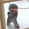 Dogs 8