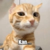 Nettyhoata Kan...