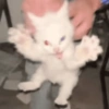 🌈🐈‍⬛✨️Gatos Funny Mood✨️🐈‍⬛🌈 17