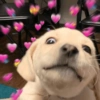 Dogs 5