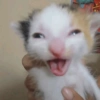🌈🐈‍⬛✨️Gatos Funny Mood✨️🐈‍⬛🌈 18