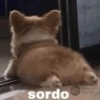 Perritos con frases 😎🌚 11