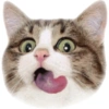 Olhas os gatinhos fofinhos 15