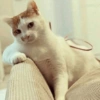 Cat meme 2 20