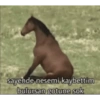 Yok 5