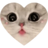 Love Kitten 🐾🐱 24