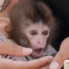 🐒 Macaco pra Reagir 12