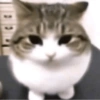 Gatinhos fofos 5