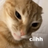 Kucing kucingan 5