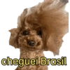 Bichinhos do ZAP 10