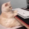 Gatitos V4 17