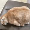 Cat meme 2 8