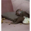 Haha 12