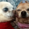 🐶Perritos🐶 9