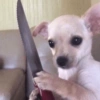 ANIMAIS DA ZOEIRA 14