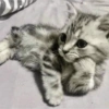 Gatos reacciones 😼 25