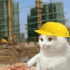 🧿Gatos para chat miau🐱🐈 19