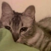 Kucing Bucin (2) 11
