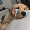 ANIMAIS DA ZOEIRA 10