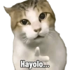 Kucing Bakekok 11