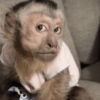 Macaquinhos 🐒 10