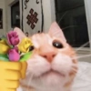Random Cat 🐾 9