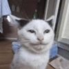 Kucing kucingan 7