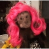 Macaquinhos reagindo 🐒 11