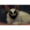 Kedi 6