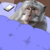 Monos random 🐒🦧 14