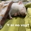 Animalitos Random🪴🐾 20