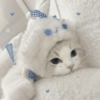Gatos Cute 🤩😍 5