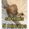Bichinhos do ZAP 11
