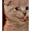 Gatos reacciones 😼 16
