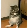 Gatos reacciones 😼 12