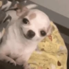Dogs 13
