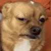 Dogs 14