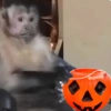 💫 Memes Halloween🤣❣️ 28
