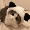 Gatos Cute 🤩😍 9