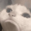 🐾Mix gatitos tristes😿🐾 21