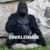Goril 22