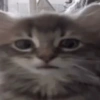 Kucing kucingan 8