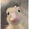 Qué no falten memes! 5