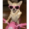 Os melhores memes  11