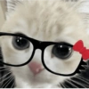 Gatinhos fofos 11